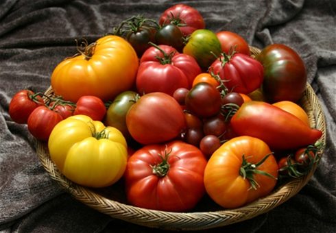 В Украине начали расти цены на помидоры