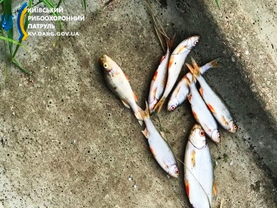 Под Киевом зафиксировали массовую гибель рыбы (ФОТО)