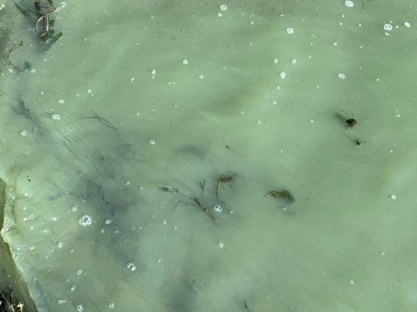 В Балтийском море из-за жары появились сине-зеленые водоросли (ФОТО)