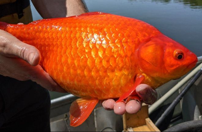 Водоемы США заполонили гигантские золотые рыбки (ФОТО, ВИДЕО)