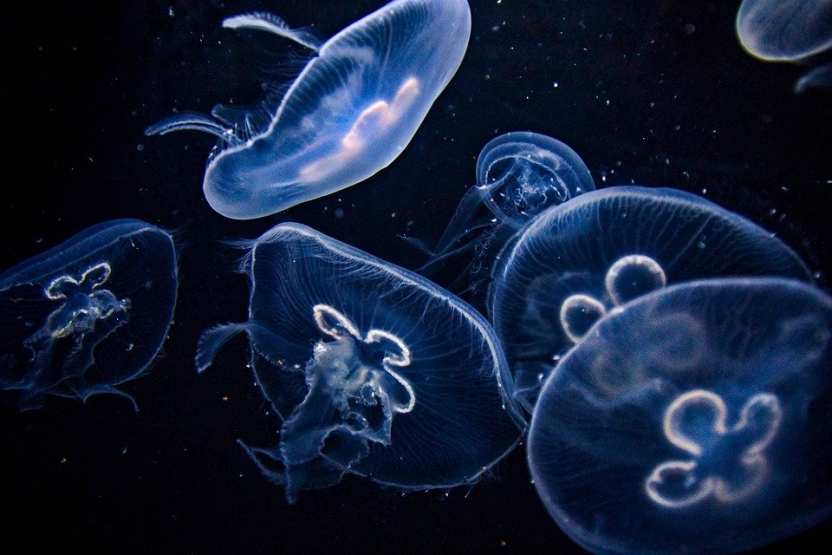 Ученые назвали малоизвестные факты о медузах и предупредили об их опасности