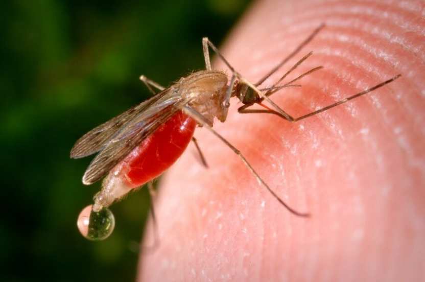 Аллерголог рассказала об опасности укусов комаров