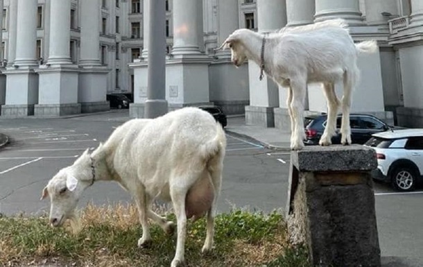 У здания МИД увидели пасущихся коз