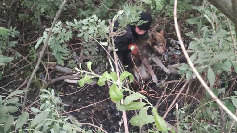 На Львовщине спасатели вытащили пса из болота (ФОТО)