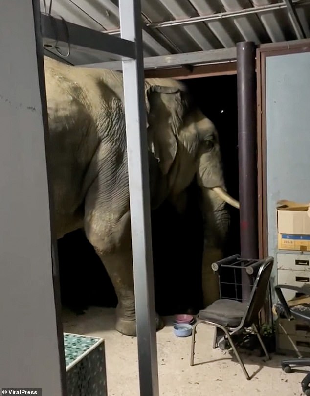 В Таиланде голодный слон ворует еду у котов и крушит дома (ФОТО, ВИДЕО)