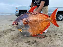 На пляже в США нашли гигантскую «лунную» рыбу (ФОТО)