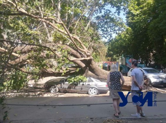 В Одессе упавшее дерево уничтожило несколько машин (ФОТО)