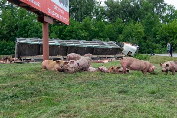 Фура со свиньями перевернулась в Хмельницкой области (ФОТО)