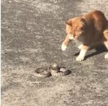 Храбрый кот убил змею, напугавшую посетителей торгового центра (ФОТО, ВИДЕО)