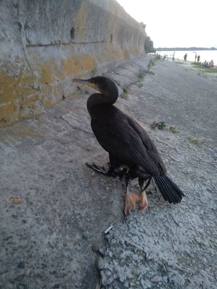 Под Киевом обнаружили птицу-мутанта с двумя лишними лапками (ФОТО)