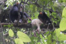 Взрослые шимпанзе жестоко убили детеныша-альбиноса