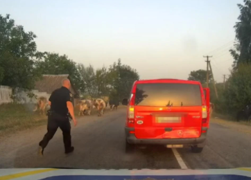 Стадо коров помогло патрульным задержать пьяного водителя-нарушителя на Житомирщине (ФОТО, ВИДЕО)