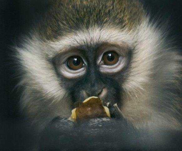 В Китае зафиксировали первую смерть от вируса обезьяны
