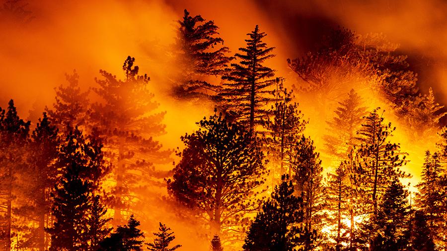 На Харьковщине произошло шесть лесных пожаров