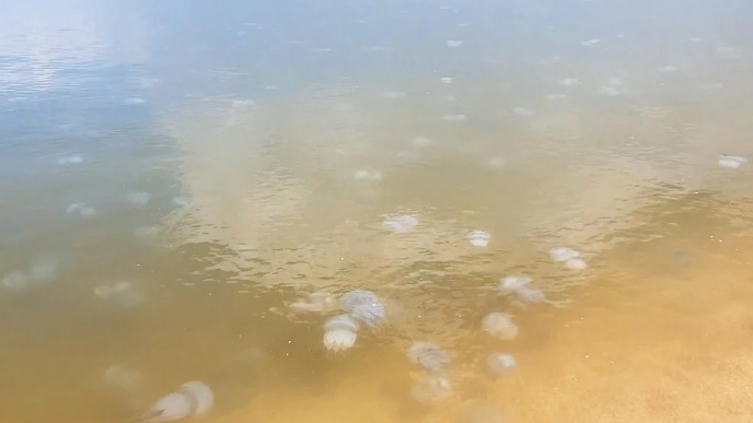 На Херсонщине туристы показали нашествии медуз (ФОТО, ВИДЕО)