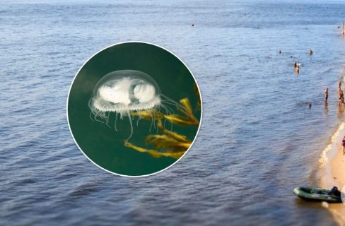 В Киеве в Днепре заметили пресноводную медузу (ФОТО, ВИДЕО)