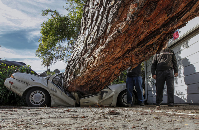 На Беличах в Киеве упавшее дерево уничтожило авто (ФОТО)