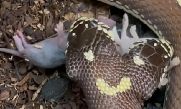 В США двуглавая змея глотала мышат (ФОТО, ВИДЕО)