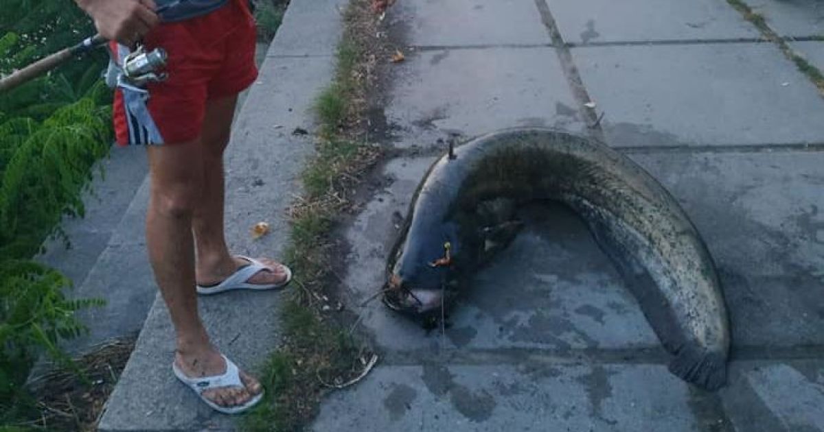 В реке Днепр киевлянин поймал сома-«монстра» (ФОТО)