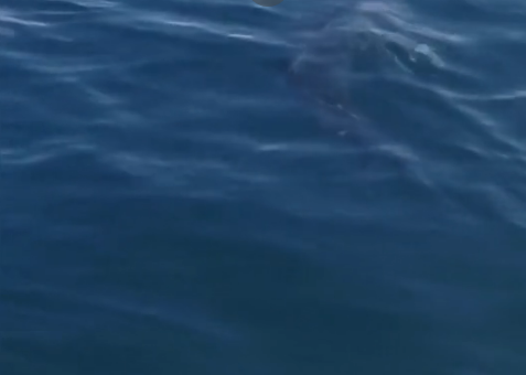 Огромная акула кружила вокруг маленькой лодки британского рыбака (ФОТО, ВИДЕО)