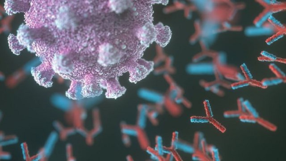 Антитела у переболевших COVID-19 могут расти &#8212; ученые