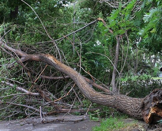 В Славянске из-за сильного порыва ветра на девочку упало дерево