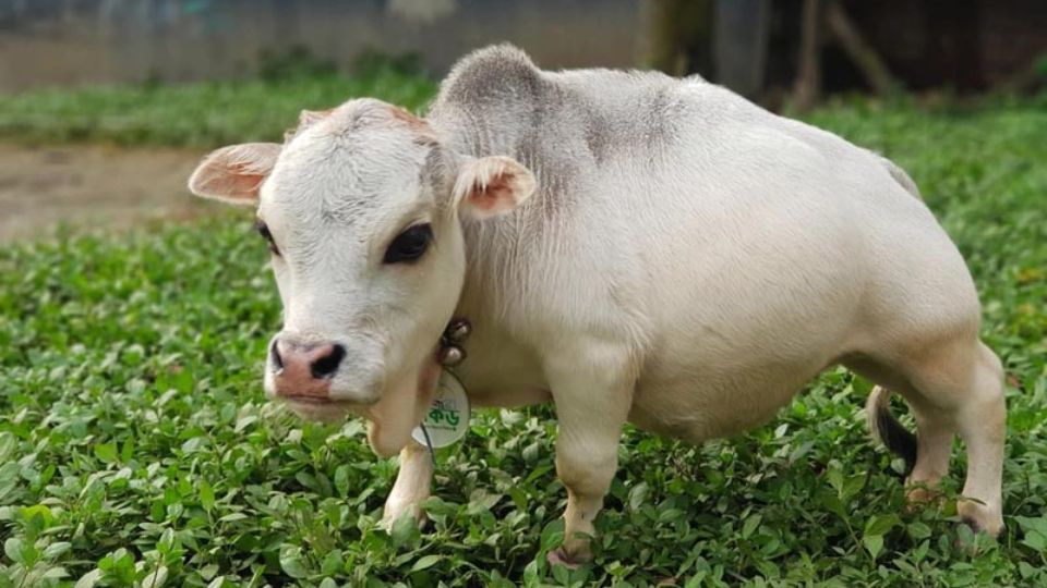 В Бангладеш обнаружили самую маленькую корову в мире (ФОТО)