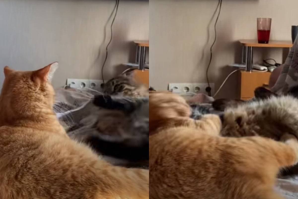 Коты повторили бой Макгрегора и Порье и рассмешили Сеть (ФОТО, ВИДЕО)