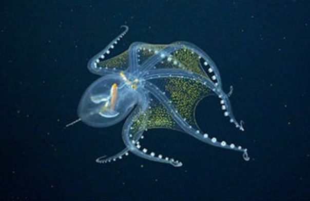В Тихом океане заметили «стеклянного» осьминога (ФОТО)