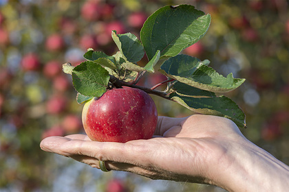 Медик рассказала о пользе груш и яблок при похудении