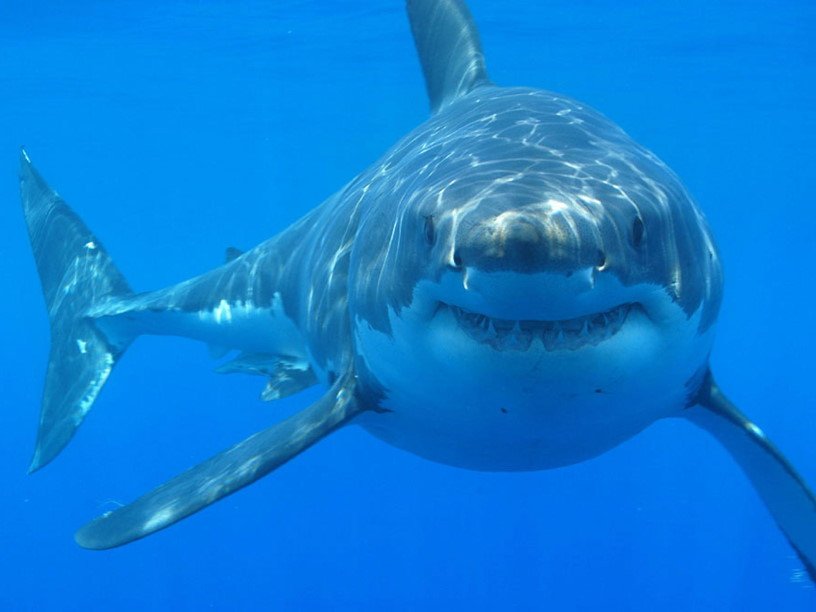 Нападения акул в Австралии не будут называть нападениями