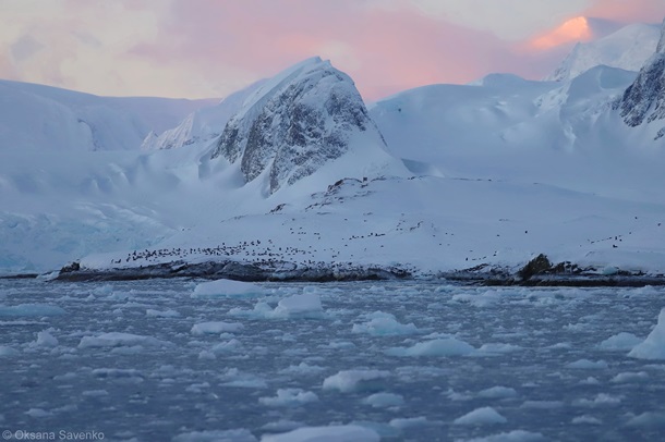 Возле украинской станции в Антарктиде &#8212; рекордное скопление пингвинов (ФОТО)