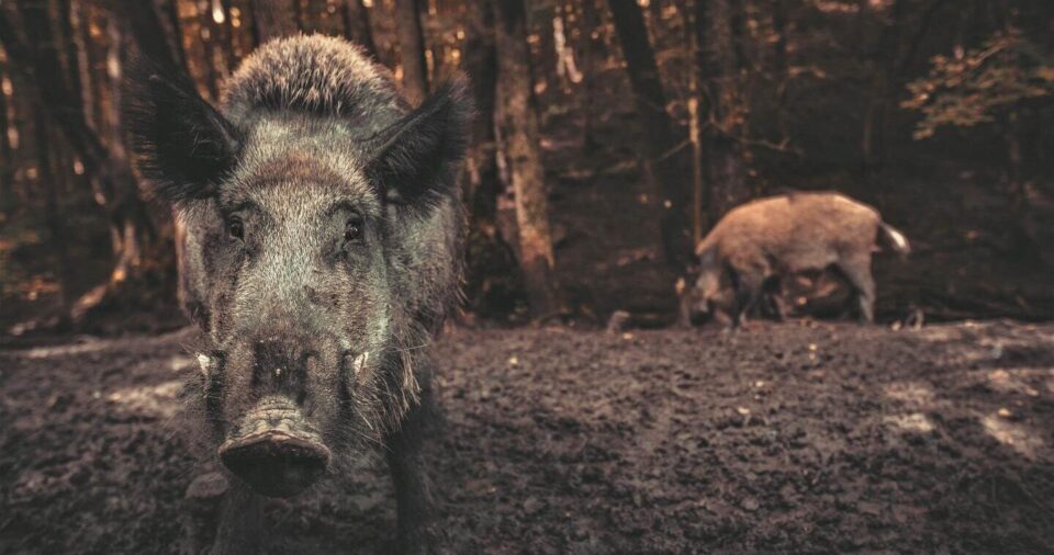 Дикие свиньи изменяют климат Земли &#8212; ученые