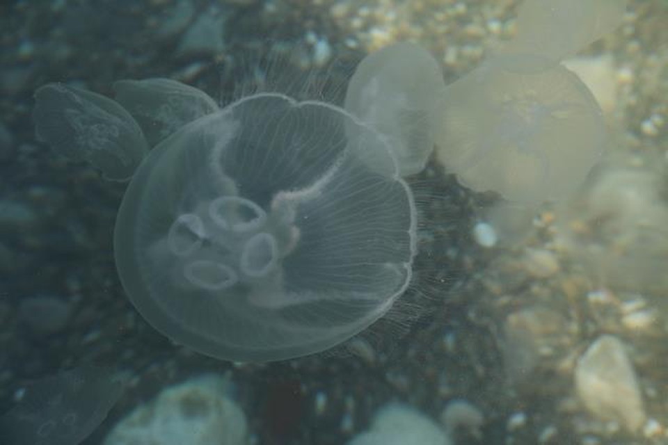 Мэр Бердянска попросил туристов закидывать медуз обратно в море (ВИДЕО)