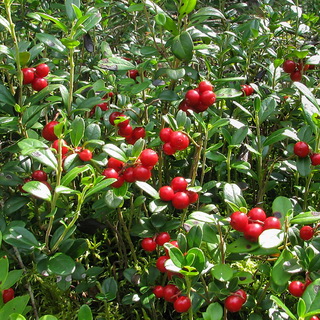 Диетолог предупредил об опасности лесных ягод