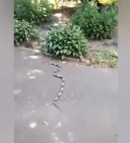 В Черновицкой области змея заползла в жилой двор (ВИДЕО)