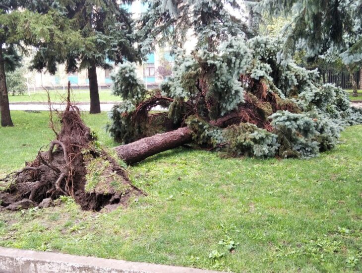 Из-за непогоды под Днепром оказались выкорчеванными деревья и оборванные провода (ФОТО)