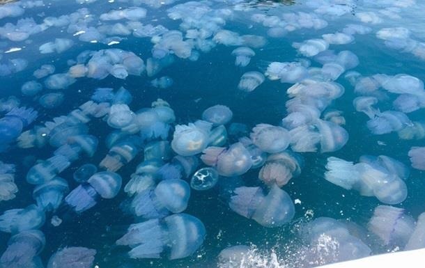 На азовском курорте коммунальщики утопили в море медуз с мусором (ВИДЕО)