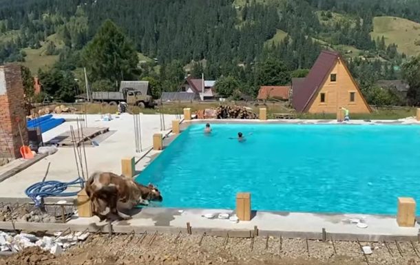 В Карпатах в бассейн с туристами запрыгнула корова (ФОТО, ВИДЕО)