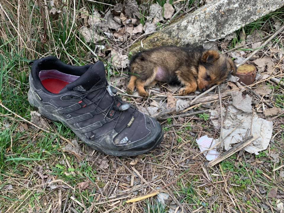 Волонтер из Сербии спас щенка, который жил в ботинке (ФОТО)
