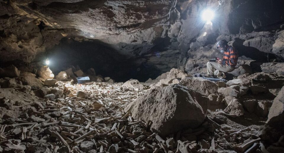 В Саудовской Аравии обнаружили пещеру-тайник гиен