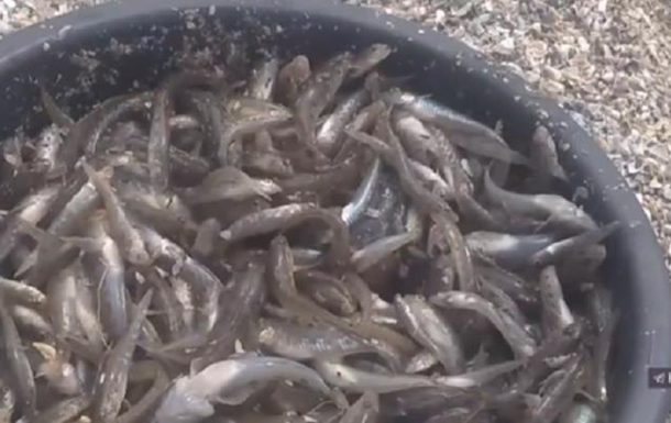 На Херсонщине люди из-за массового мора рыбы собирают ее руками и лопатами (ФОТО, ВИДЕО)