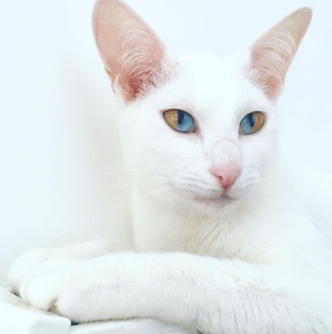 Кошка с двойным цветом глаз стала звездой соцсетей (ФОТО)