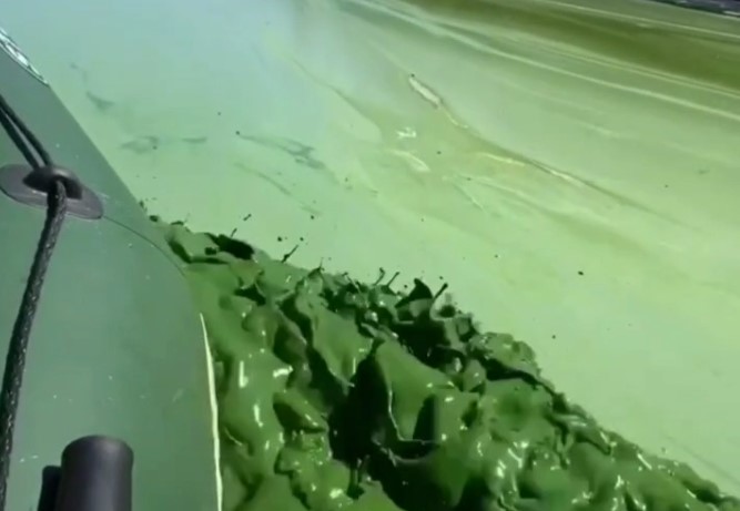 «Днепр умирает»: Вода превратилась в зеленую жижу (ВИДЕО)