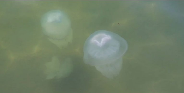 В Кирилловке снова заметили сотни медуз (ФОТО)   