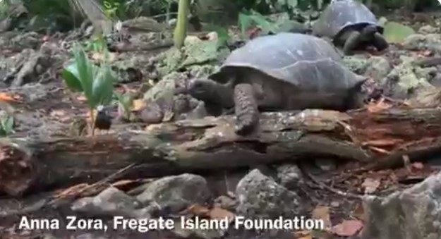 Исполинскую черепаху-«вегетарианку» застукали за пожиранием птенцов (ВИДЕО)