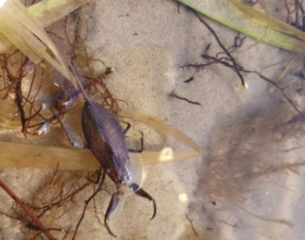 В одном из киевских озер обнаружили скорпионов (ФОТО)