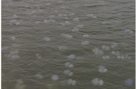 На видео попала «эмиграция» медуз из Молочного лимана