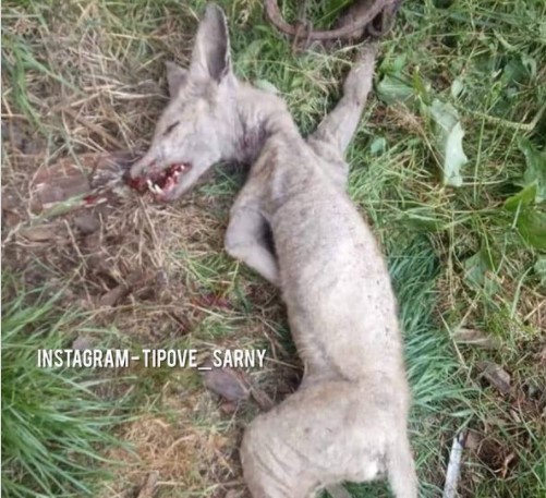 Охотники из Ровенской области поймали самца «чупакабры» (ВИДЕО)