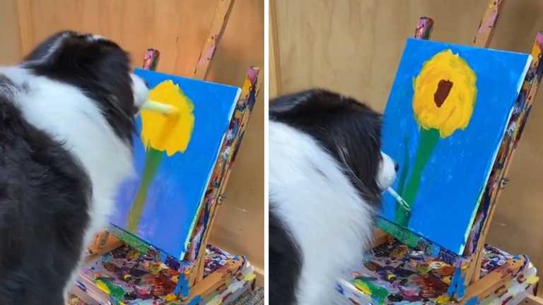 Собака рисует лучше, чем человек (ВИДЕО)
